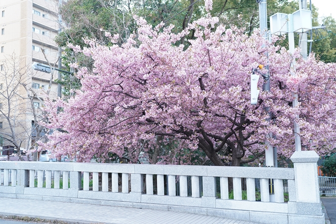 一條戻橋_河津桜_2024　No9