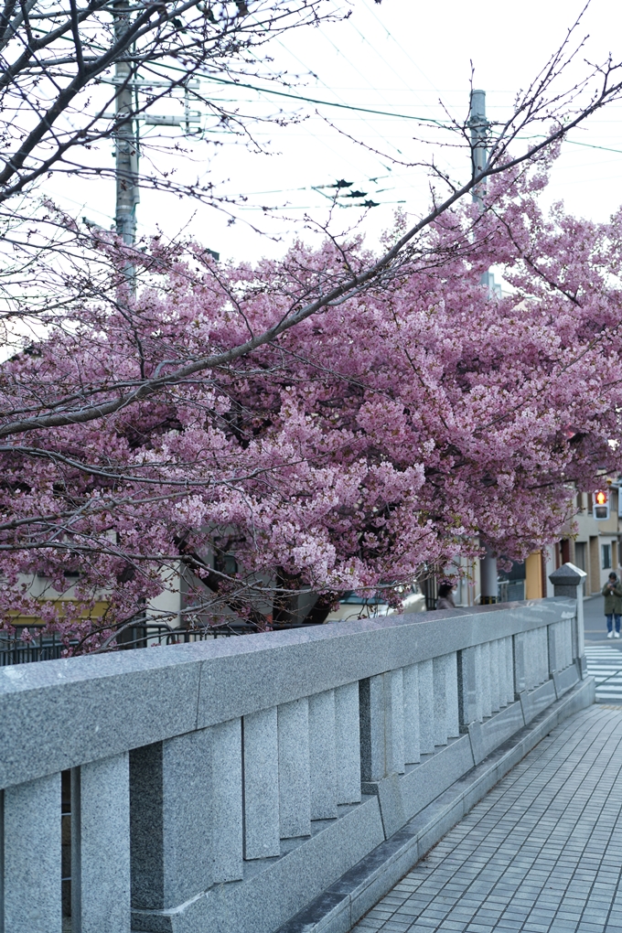 一條戻橋_河津桜_2024　No10