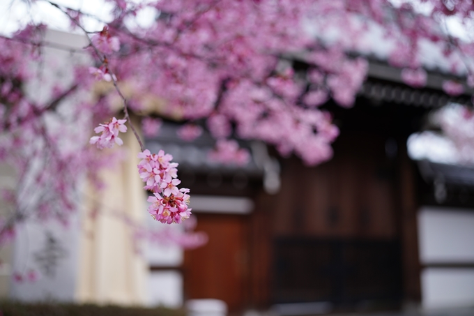 長徳寺_おかめ桜_2024　No4