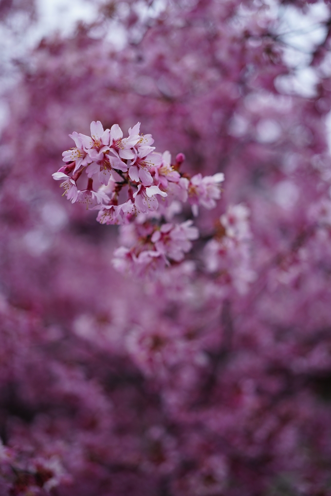 長徳寺_おかめ桜_2024　No7