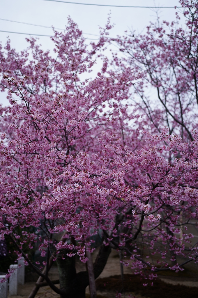 長徳寺_おかめ桜_2024　No8