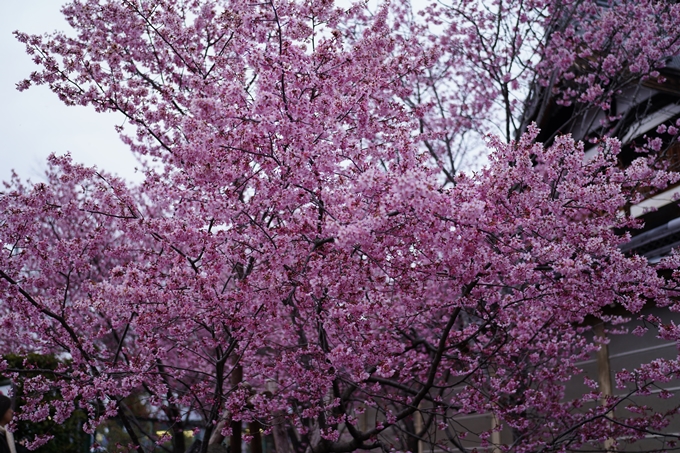 長徳寺_おかめ桜_2024　No9