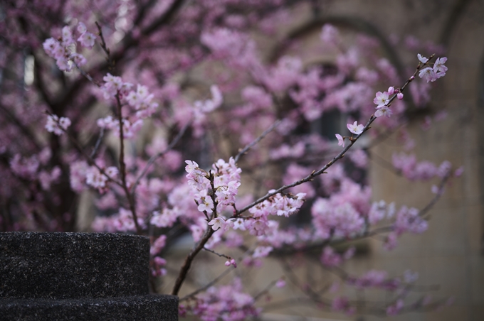 旧成徳中学校_春めき桜　No18