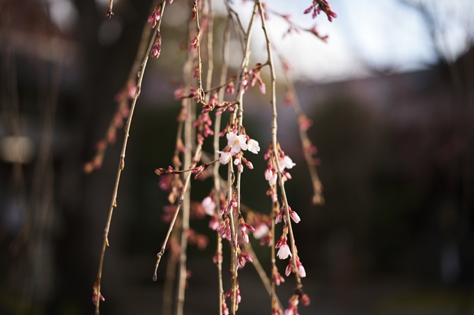 近衛邸跡の糸桜　No24