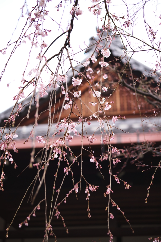 近衛邸跡の糸桜　No26