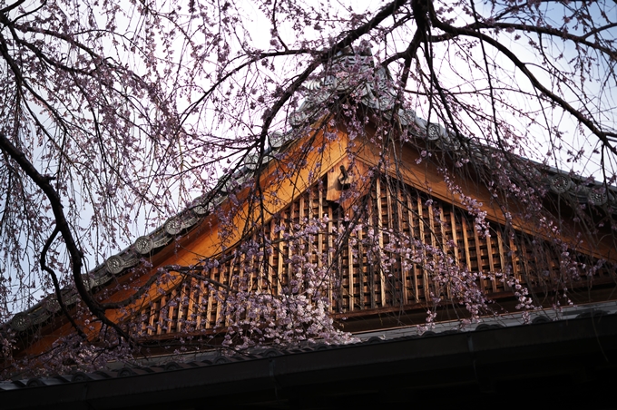近衛邸跡の糸桜　No25