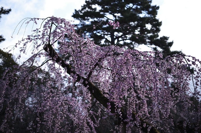 近衛邸跡の糸桜　No19