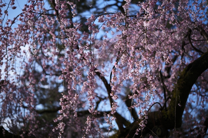 近衛邸跡の糸桜　No20