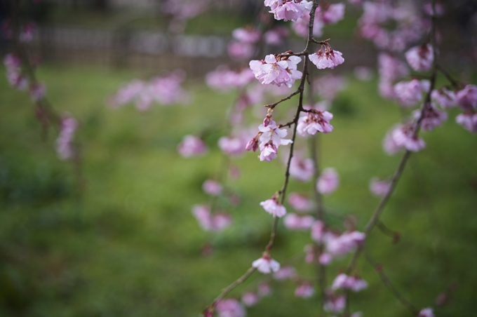 近衛邸跡の糸桜　No22