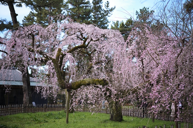 近衛邸跡の糸桜　No23