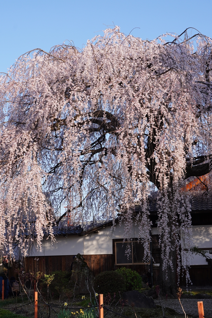 本満寺_糸桜満開_2024　No2