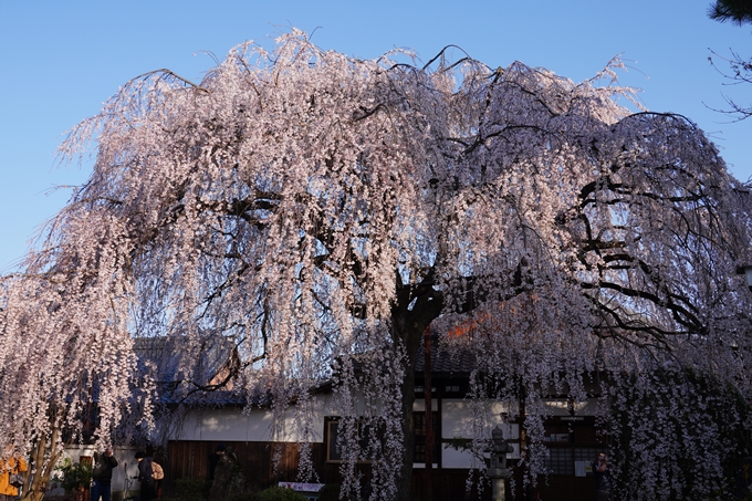 本満寺_糸桜満開_2024　No3