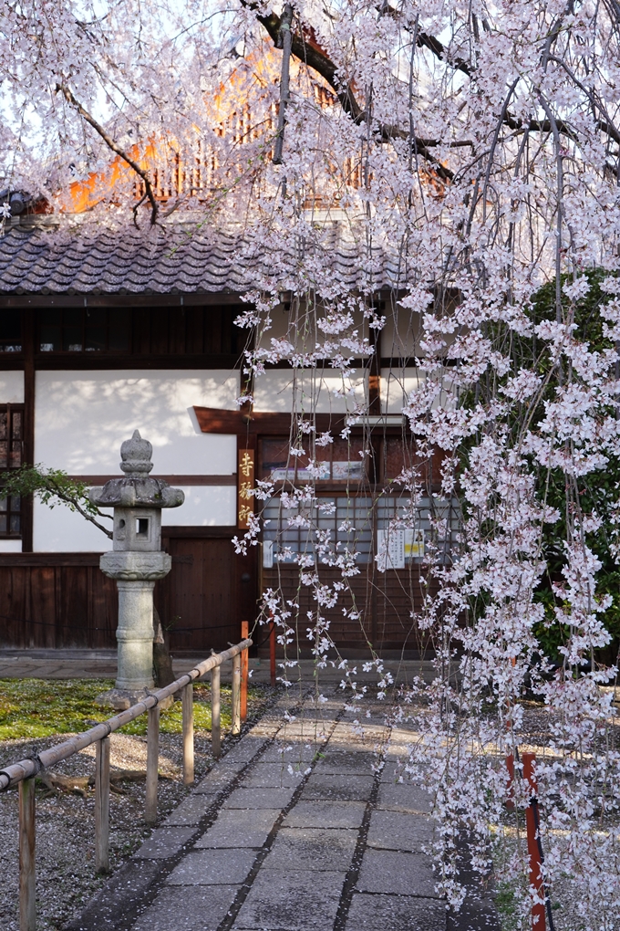 本満寺_糸桜満開_2024　No4