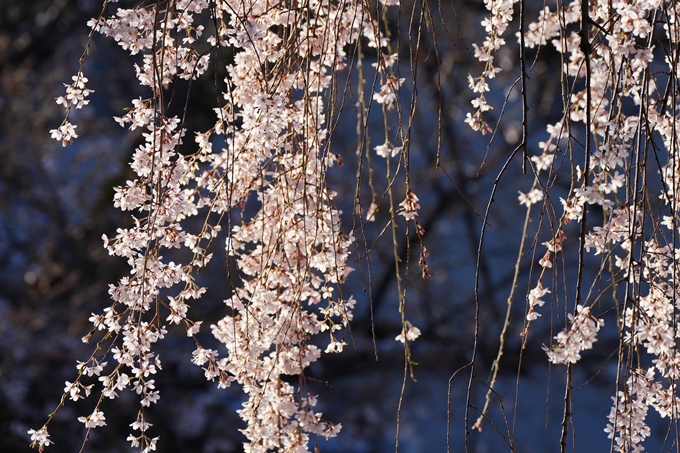 本満寺_糸桜満開_2024　No7