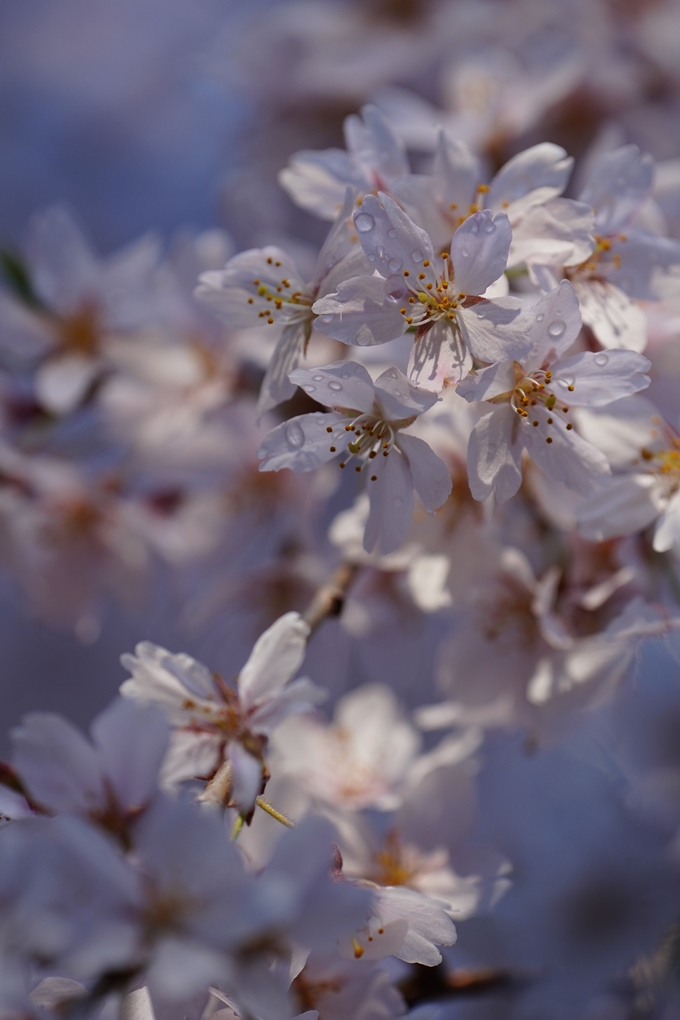 本満寺_糸桜満開_2024　No8