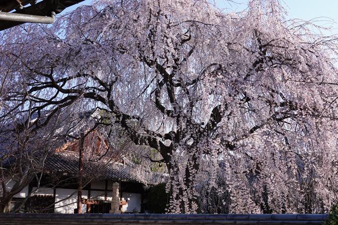 本満寺_糸桜満開_2024　No10