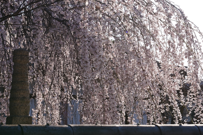 本満寺_糸桜満開_2024　No11