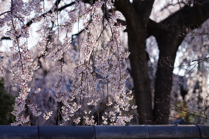 本満寺_糸桜満開_2024　No12