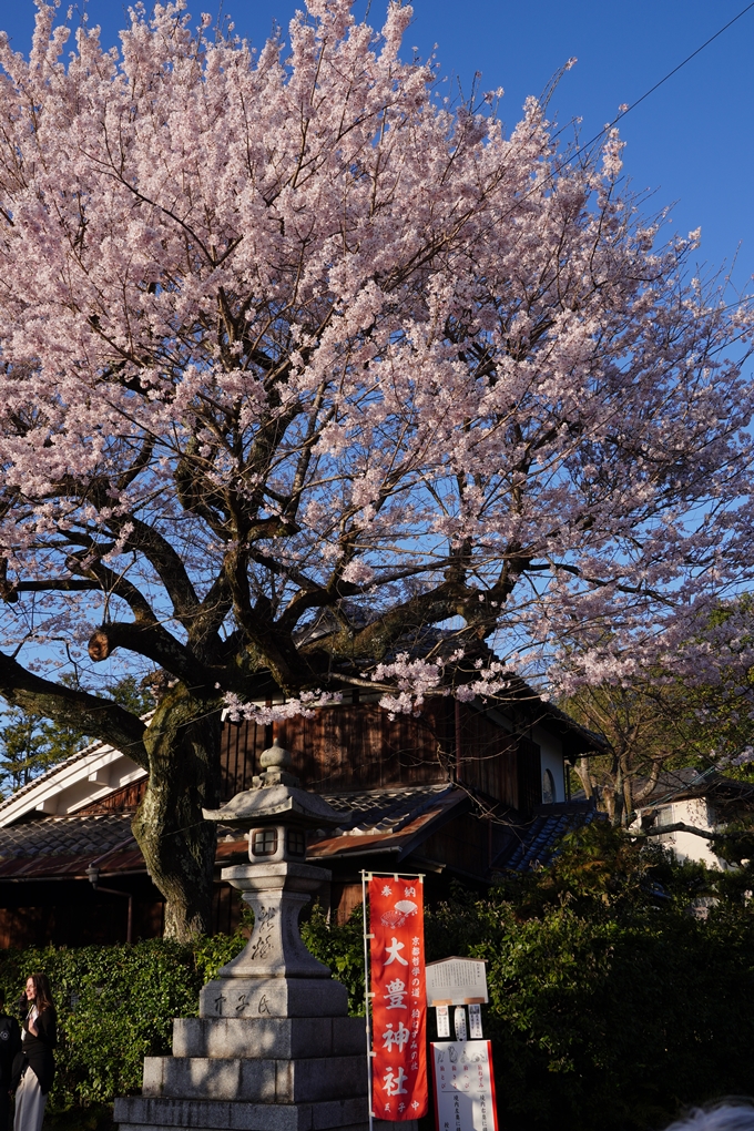 大豊神社_熊野若王子神社_桜苑_2024　No2