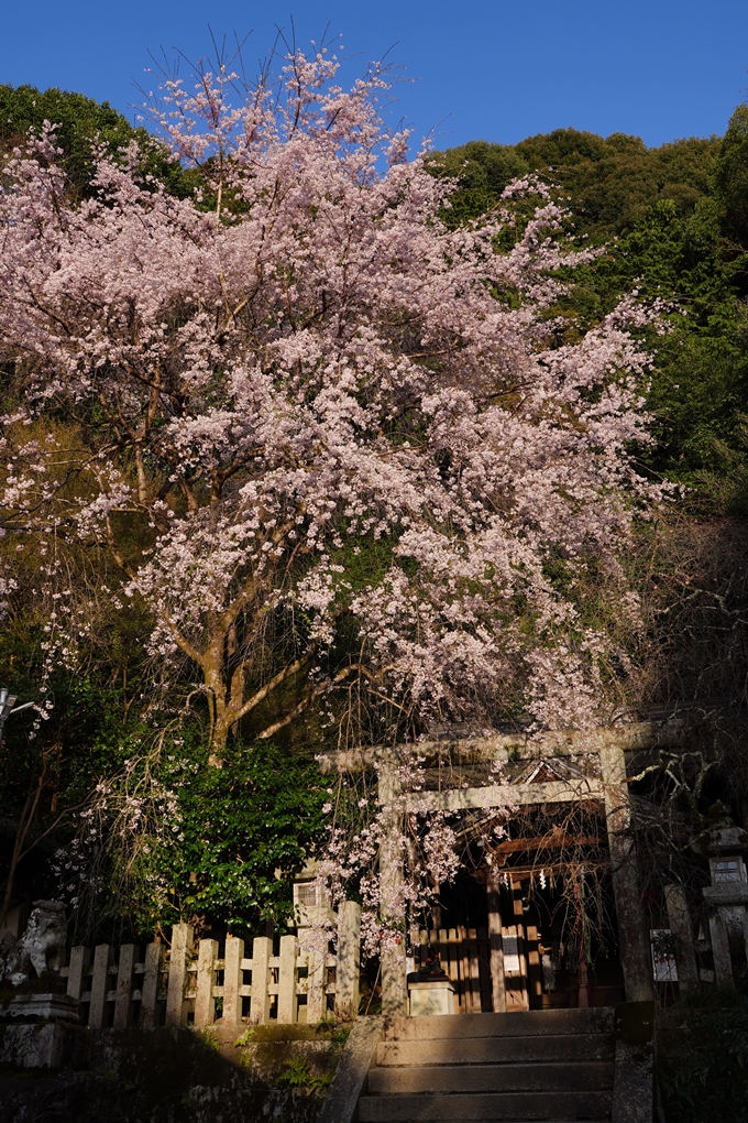 大豊神社_熊野若王子神社_桜苑_2024　No5