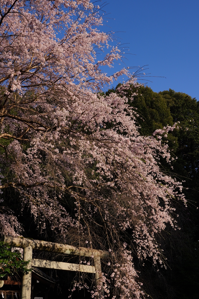 大豊神社_熊野若王子神社_桜苑_2024　No6