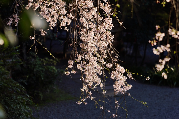 大豊神社_熊野若王子神社_桜苑_2024　No7