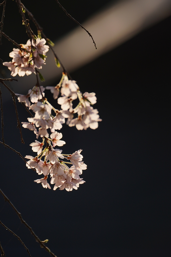 大豊神社_熊野若王子神社_桜苑_2024　No8