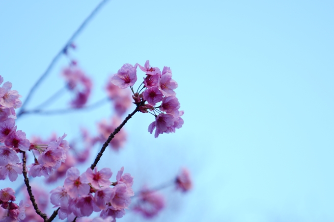 大豊神社_熊野若王子神社_桜苑_2024　No19