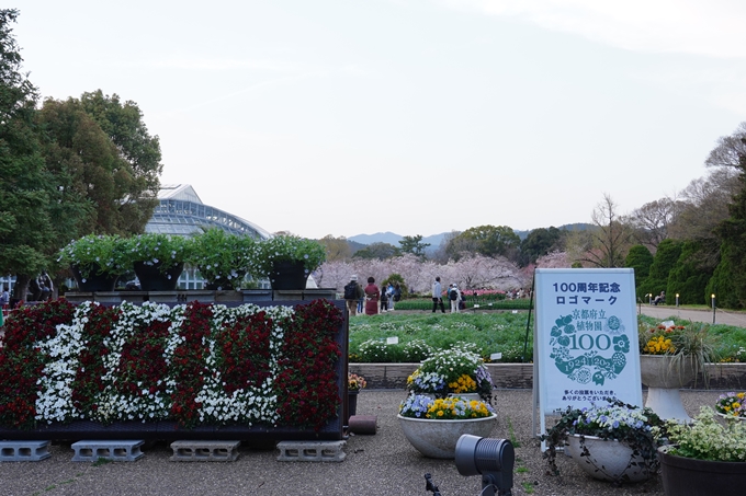 京都府立植物園_桜ライトアップ_2024　No2