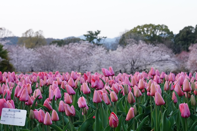 京都府立植物園_桜ライトアップ_2024　No3