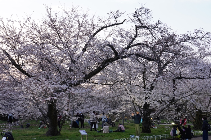 京都府立植物園_桜ライトアップ_2024　No4