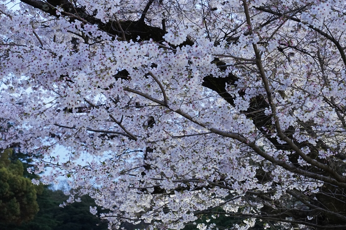 京都府立植物園_桜ライトアップ_2024　No5