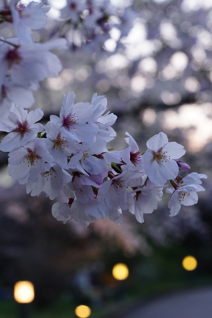 京都府立植物園_桜ライトアップ_2024　No7