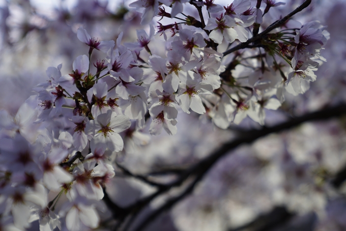 京都府立植物園_桜ライトアップ_2024　No8