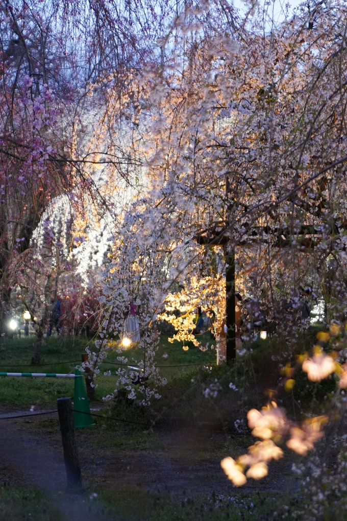 京都府立植物園_桜ライトアップ_2024　No10