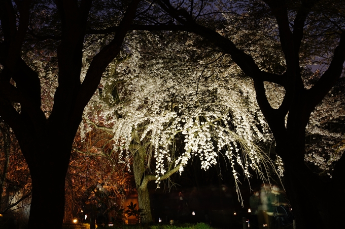 京都府立植物園_桜ライトアップ_2024　No12