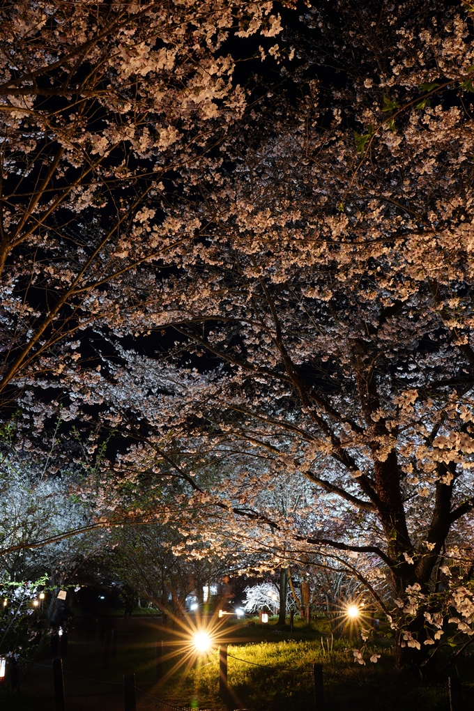 京都府立植物園_桜ライトアップ_2024　No13