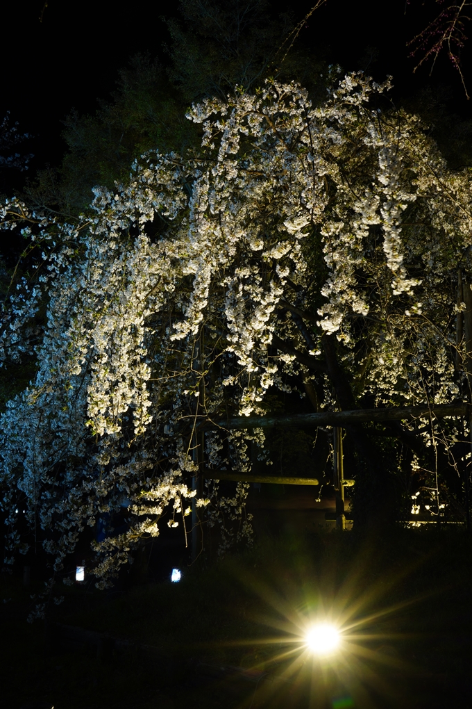 京都府立植物園_桜ライトアップ_2024　No14