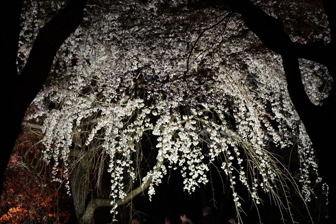 京都府立植物園_桜ライトアップ_2024　No18