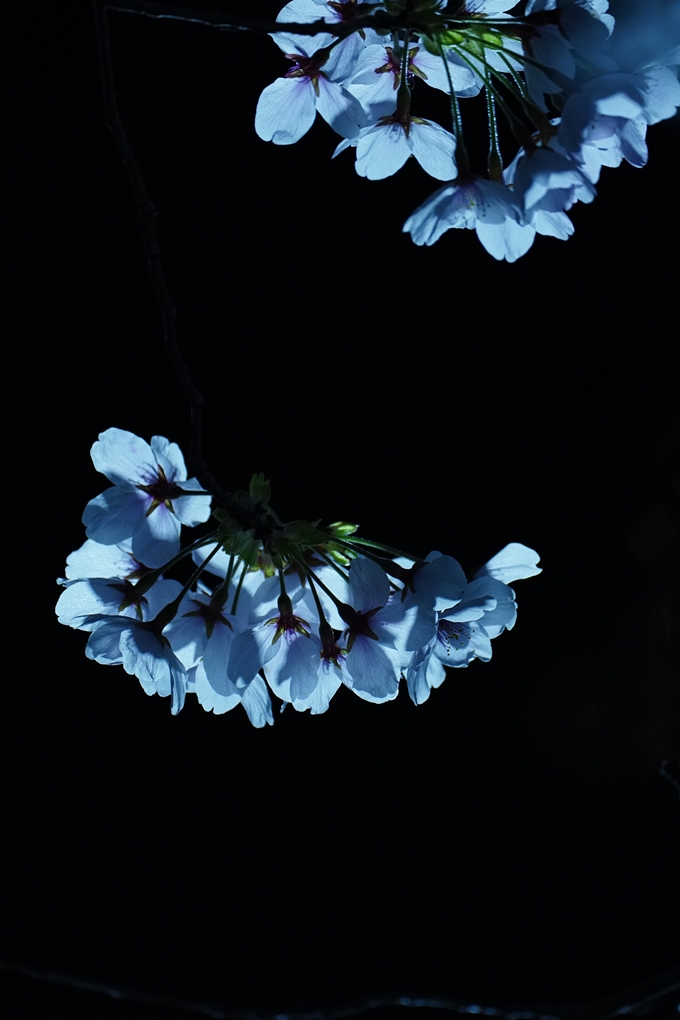 京都府立植物園_桜ライトアップ_2024　No20