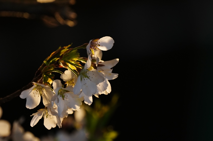 京都府立植物園_桜ライトアップ_2024　No21