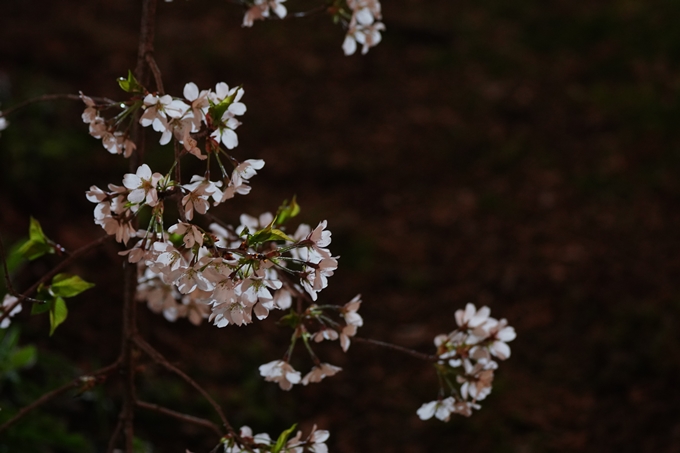 京都府立植物園_桜ライトアップ_2024　No23