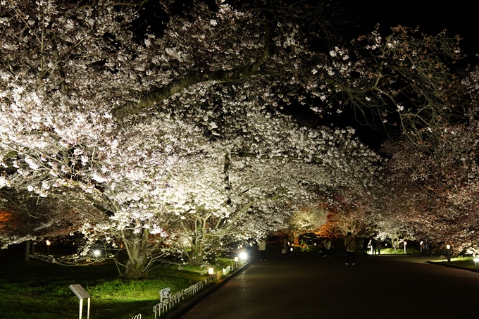 京都府立植物園_桜ライトアップ_2024　No24