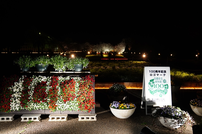 京都府立植物園_桜ライトアップ_2024　No26