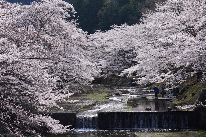 七谷川_桜_2024　No7