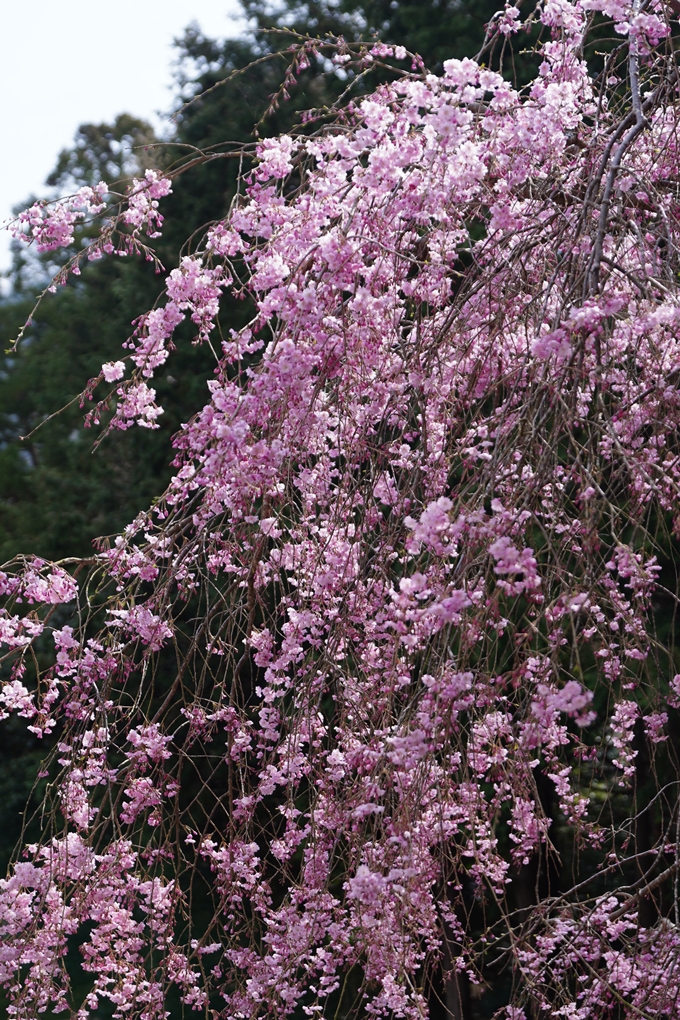 七谷川_桜_2024　No14