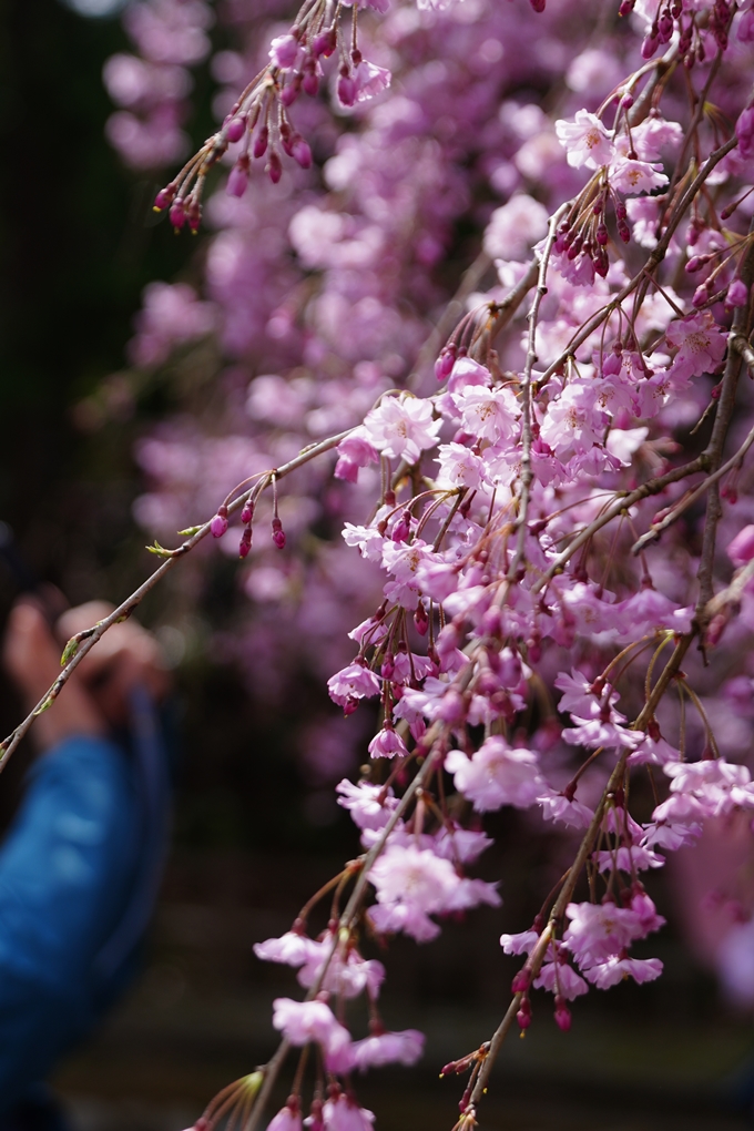 七谷川_桜_2024　No15