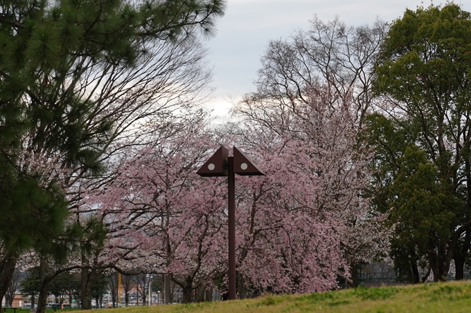 亀岡運動公園_桜ライトアップ_2024　No2