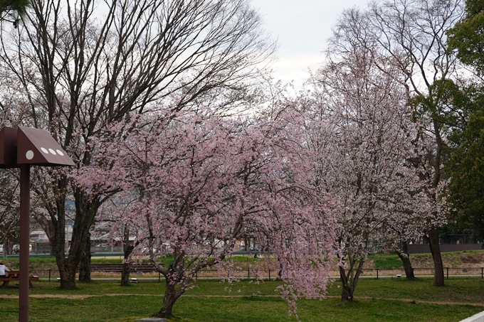 亀岡運動公園_桜ライトアップ_2024　No3