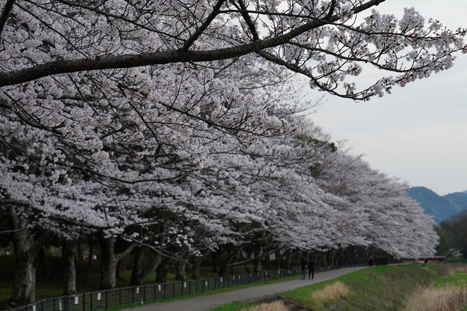 亀岡運動公園_桜ライトアップ_2024　No6